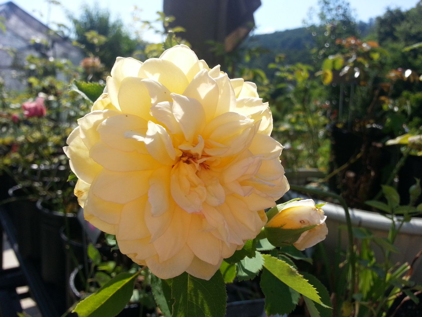 st alban photo 20130622_165035_zpse661fd23.jpg